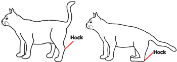 Feline diabetic neuropathy treatment 2025