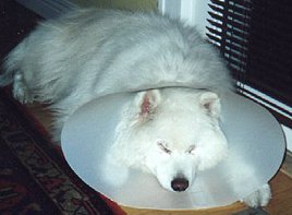 Chance in his protective cone