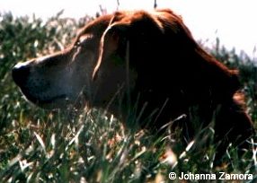 Jasper Julep Longtail