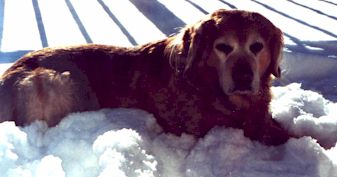 Baily in the snow