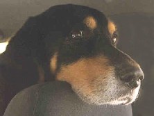 Huck using the car headrest