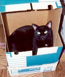 Valentino playing in a box